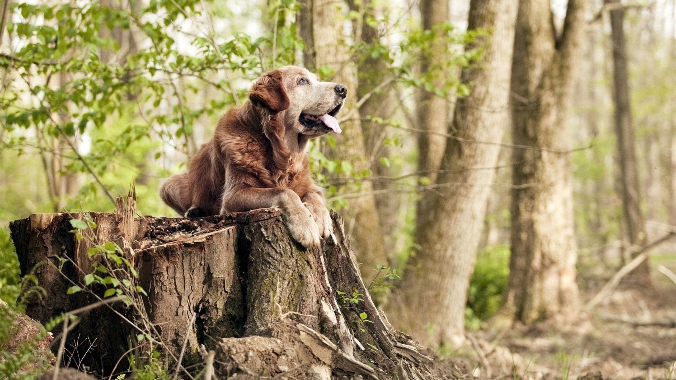 kaiyun中国官方网站-NBA官方宣布:2025全明星赛将在芝加哥举行,21年nba全明星赛