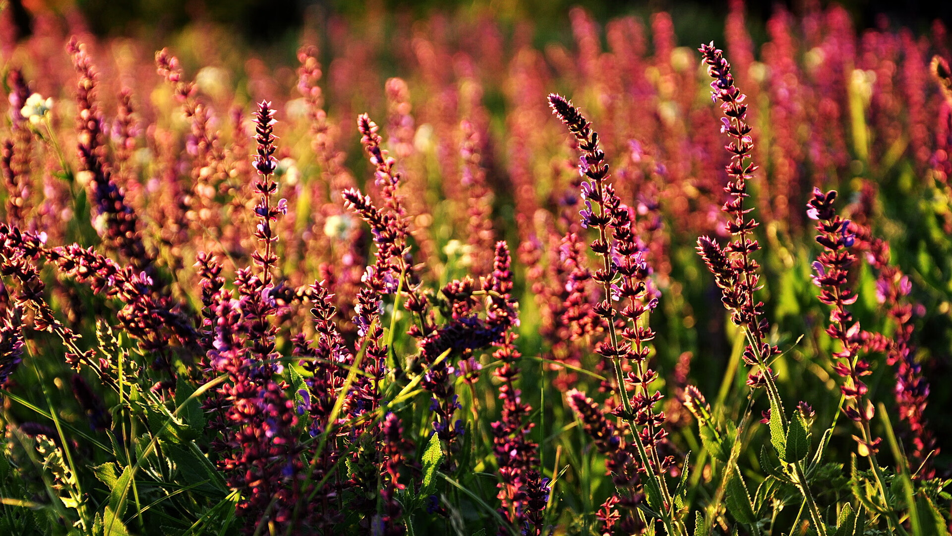 开云官方网站-VALORANT 赛事奖金创历史新高，valorant冠军赛