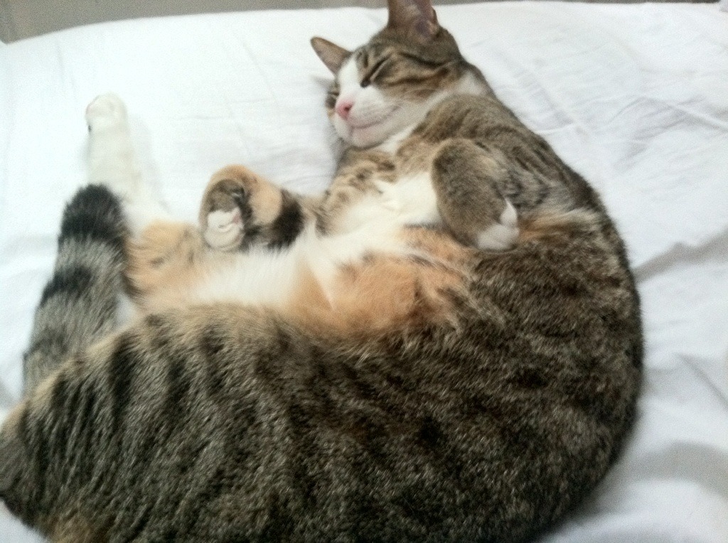 KAIYUNAPP-_火箭队势头强劲，连续获胜局面继续_，火箭队再度出手