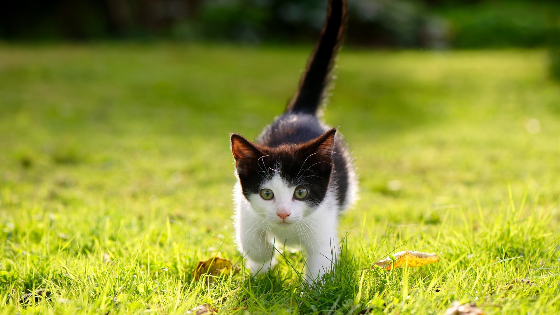 开云平台-“德甲最后冲刺:多队誓夺冠军宝座”,德甲最高分夺冠