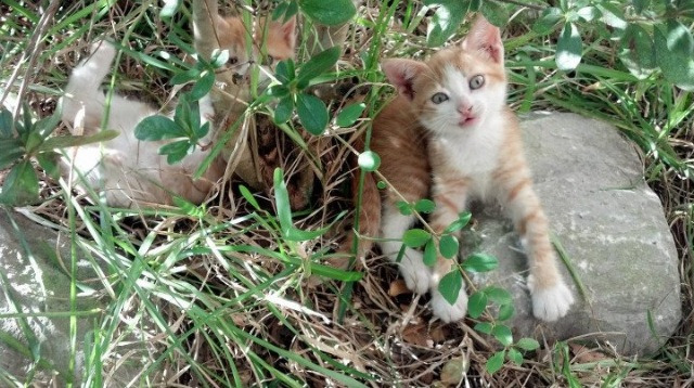开云网页版登录入口-太极拳运动会：中华传统的健康之道，运动会太极拳表演
