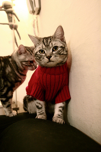 开云kaiyun-意甲:拉齐奥持续强势,稳居前三位置,拉齐奥意甲冠军哪年