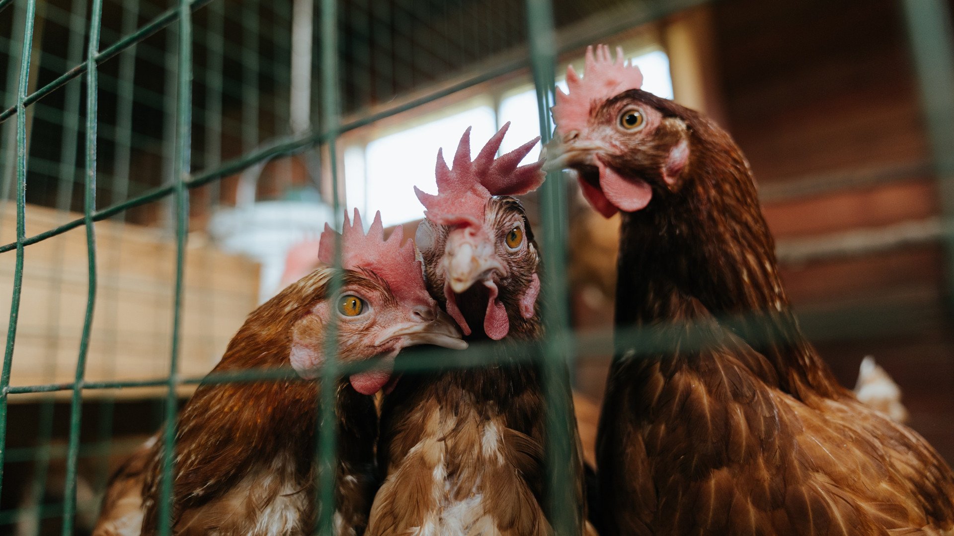 开云中国大陆-弗拉门戈、帕尔梅拉斯、桑托斯赛季表现对比，弗拉门戈和帕梅拉斯