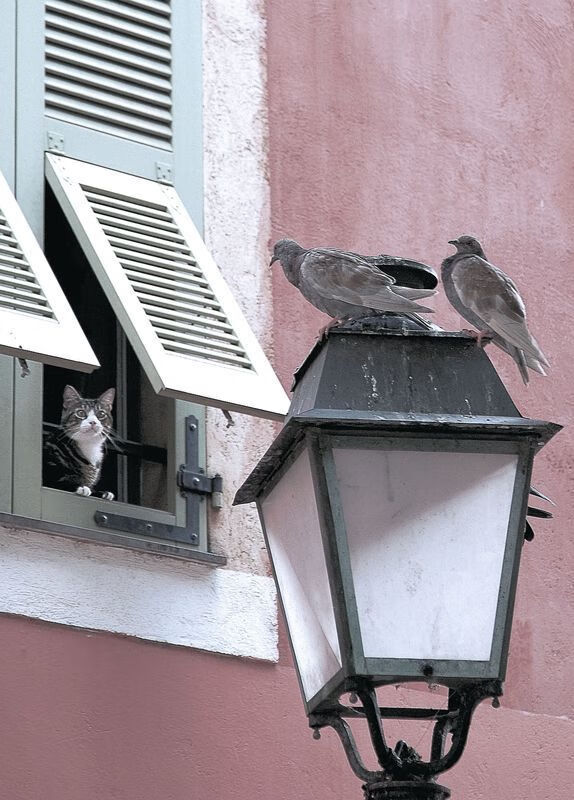 kaiyun官方入口登录-赫尔城中场运转流畅，老虎军团冲超希望重燃，赫尔城vs