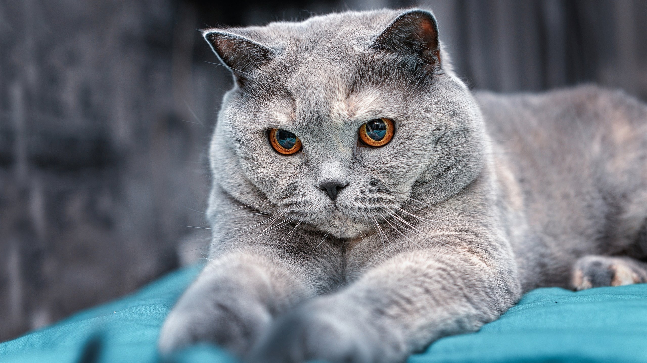 开云体育-意甲极限对抗：攻守转换精彩纷呈，意甲身体对抗