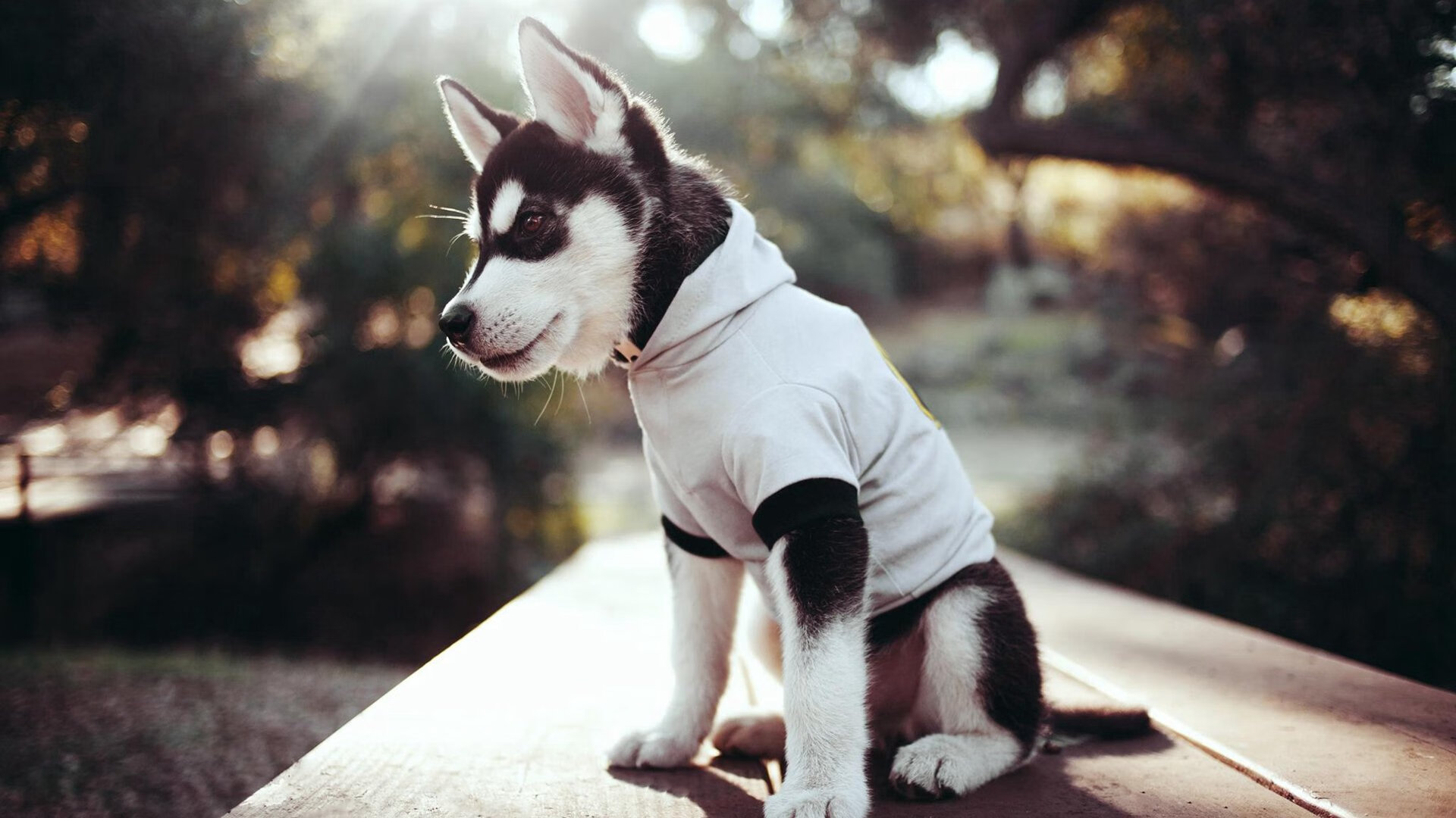 开云中国大陆-混合泳突尼斯全能选手大放异彩,混合泳比赛规则