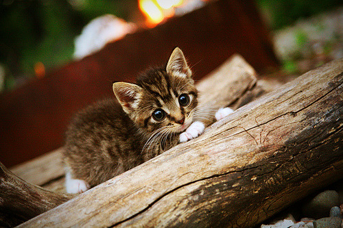 kaiyun体育综合-英超冲刺激烈:冠军悬念逐步拉开!,英超逆袭夺冠